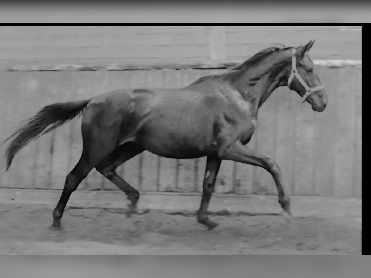 Hanoverian Gelding 2 years 16,1 hh Black in Walchum