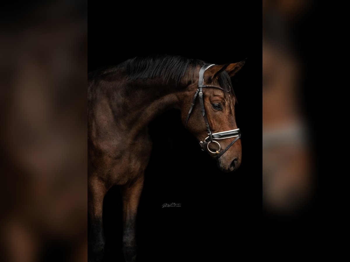 Hanoverian Gelding 2 years 16,1 hh Brown in Bad Pyrmont