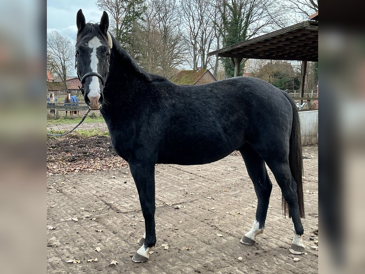Hanoverian Gelding 2 years 16,1 hh Grey-Dark-Tan in L&#xFC;neburg