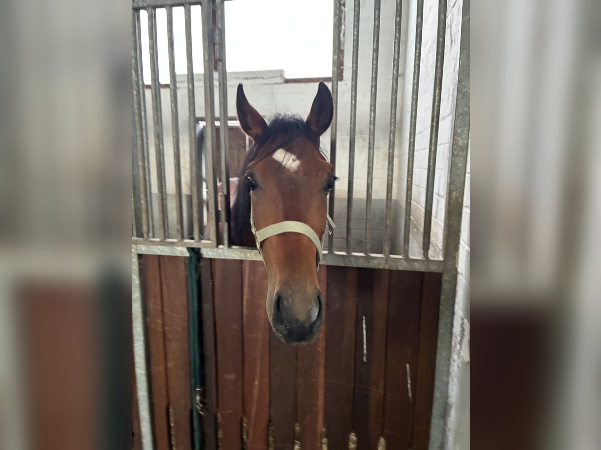 Hanoverian Gelding 2 years 16,2 hh Brown in Wildeshausen Hanoverian Gelding 2 years 16,2 hh Brown in Wildeshausen