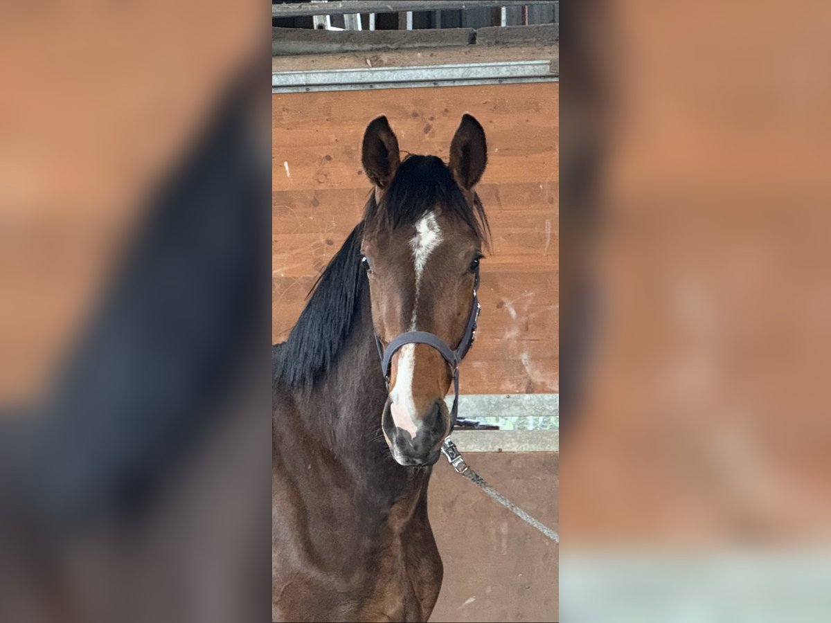 Hanoverian Gelding 2 years 16,3 hh Bay-Dark in Langwedel