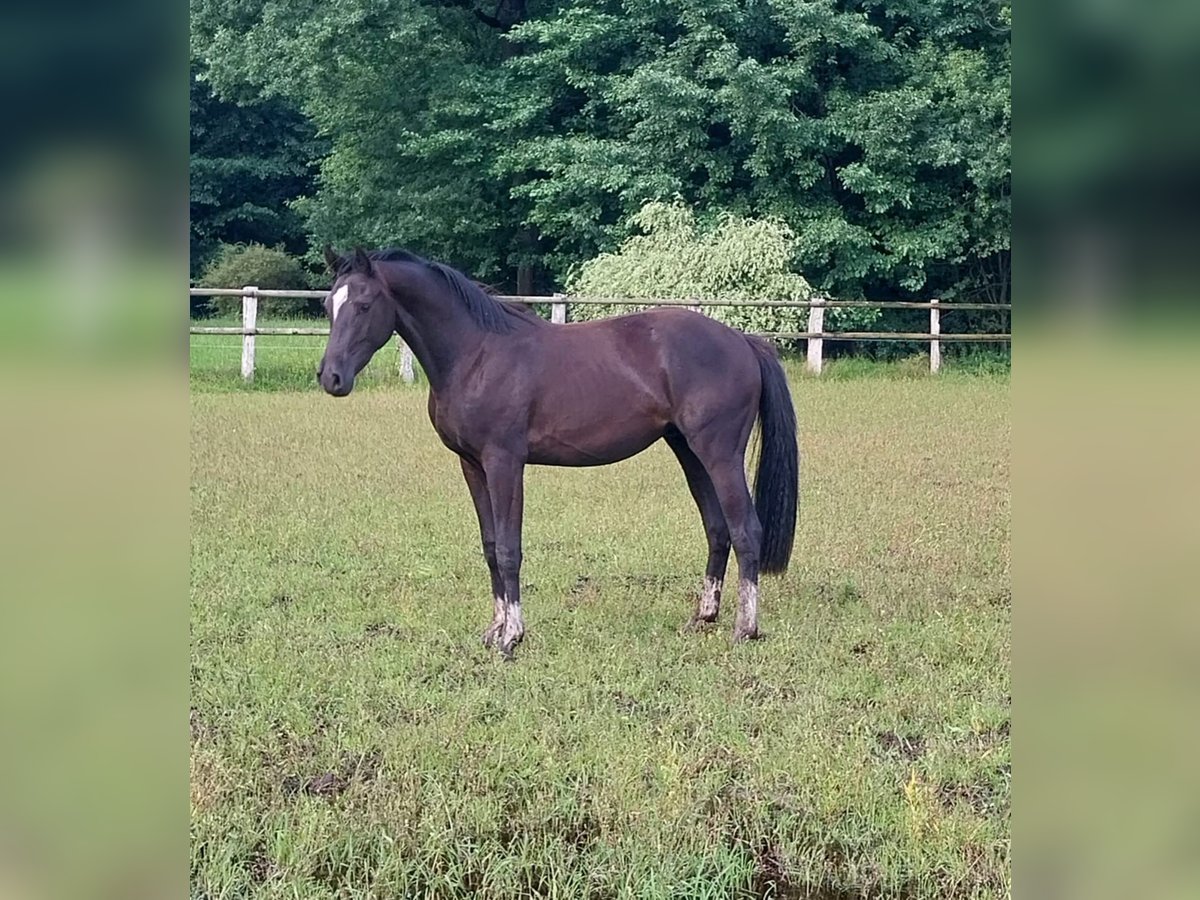 Hanoverian Gelding 2 years 16,3 hh Black in Handeloh
