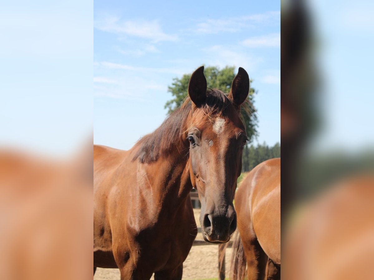 Hanoverian Gelding 2 years 16,3 hh Chestnut in Hamersen