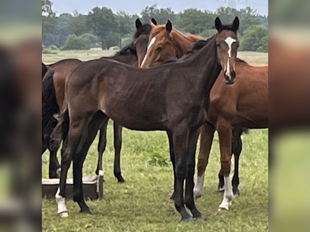Hanoverian Gelding 2 years 16,3 hh Smoky-Black in Lentföhrden