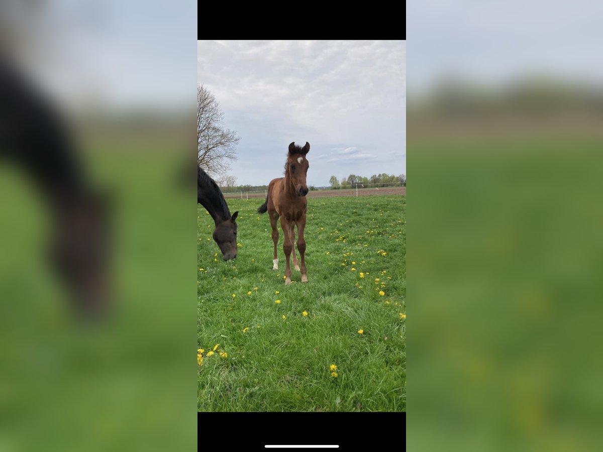 Hanoverian Gelding 2 years Bay-Dark in Aulosen