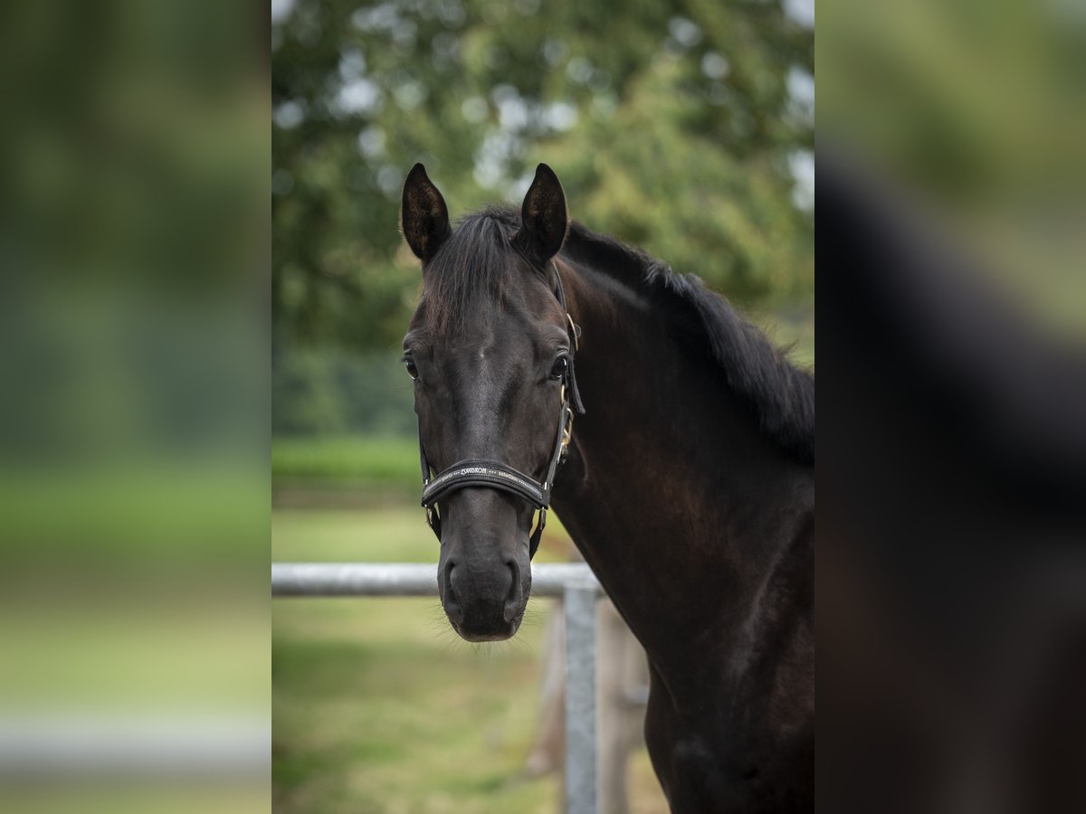 Hanoverian Gelding 2 years Black in MelleMelle