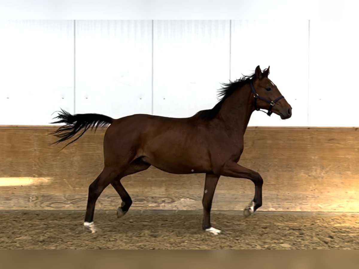 Hanoverian Gelding 2 years Brown in Ostercappeln