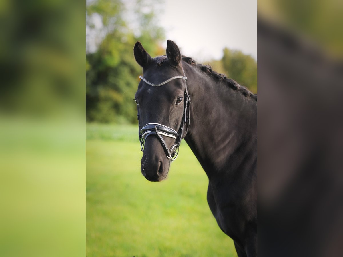 Hanoverian Gelding 3 years 15,2 hh Black in Ennigerloh