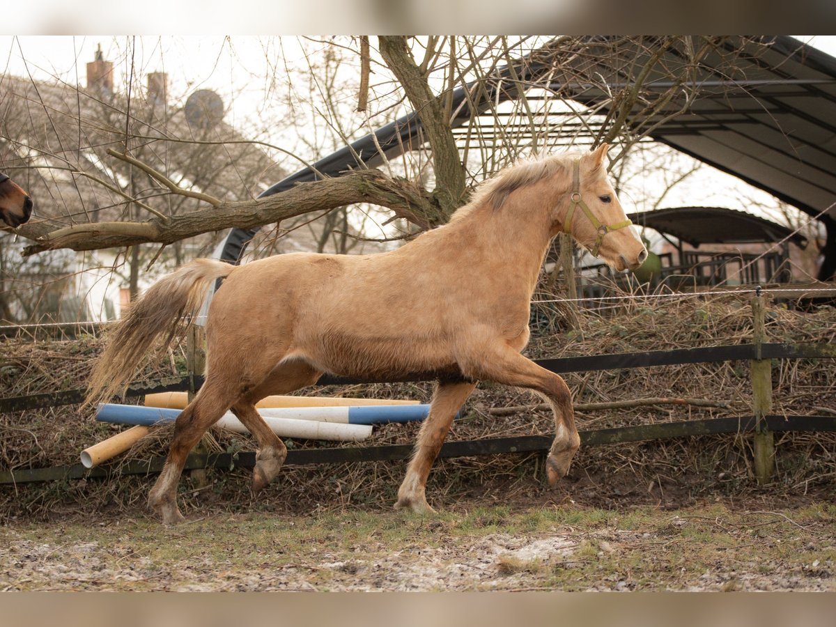 Hanoverian Gelding 3 years 15,1 hh Palomino in Moers