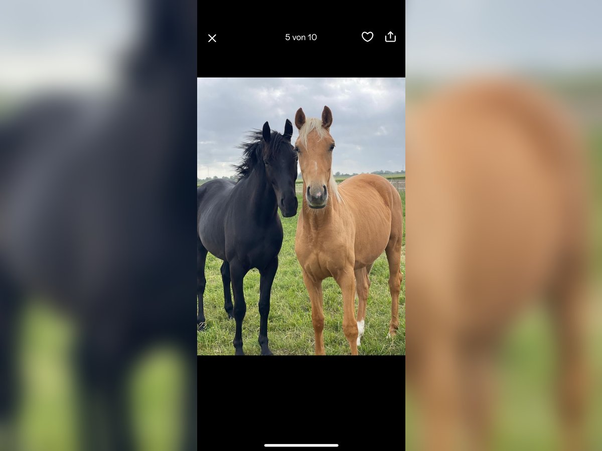 Hanoverian Gelding 3 years 15,2 hh Black in Krummh&#xF6;rn Rysum