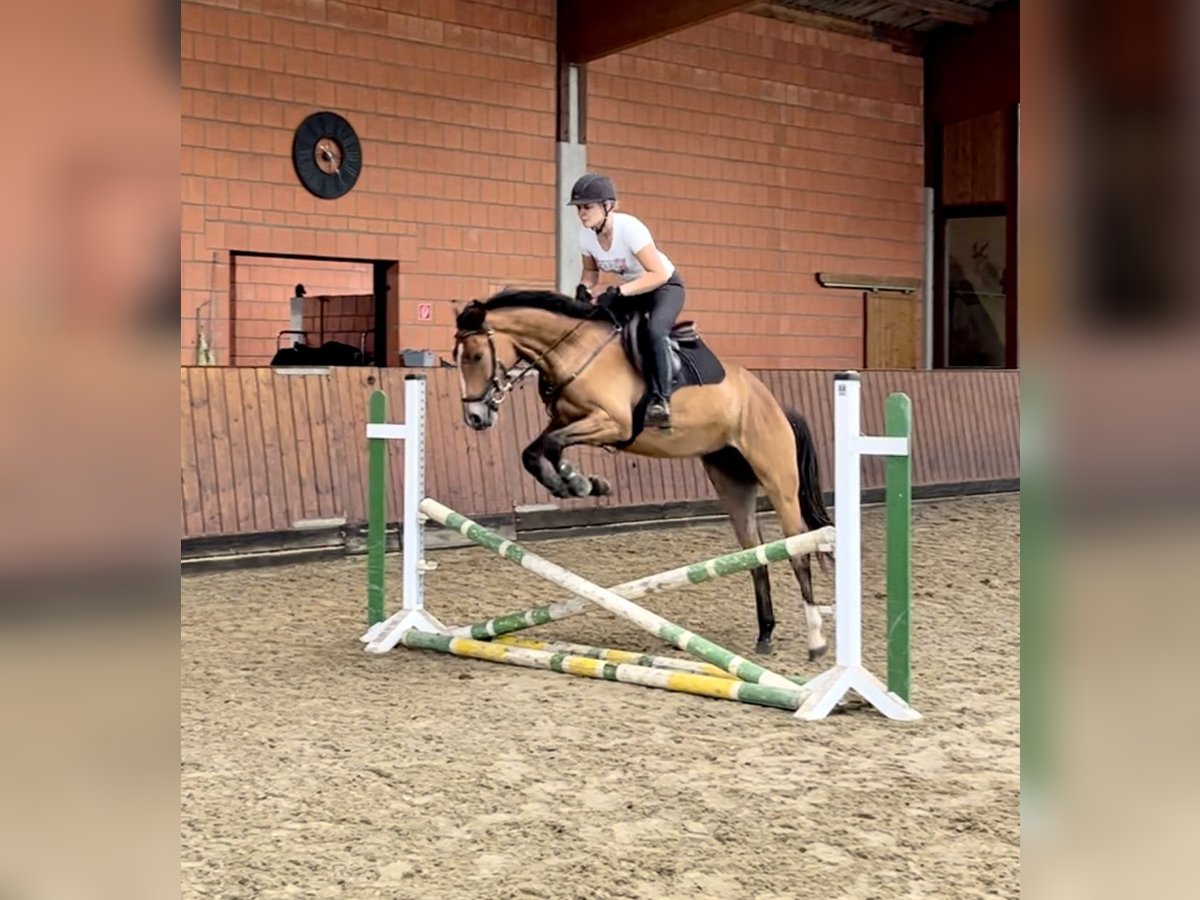 Hanoverian Gelding 3 years 15,2 hh Brown in Bleckede