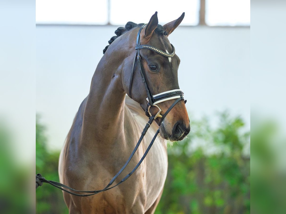 Hanoverian Gelding 3 years 16,1 hh Bay-Dark in M&#xFC;nster-Handorf