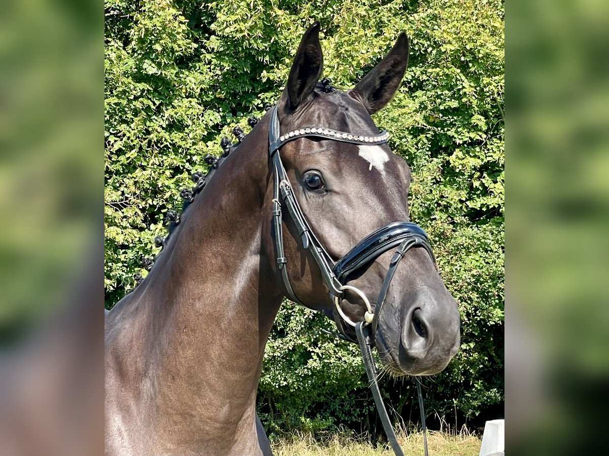 Hanoverian Gelding 3 years 16,1 hh Black in Rees