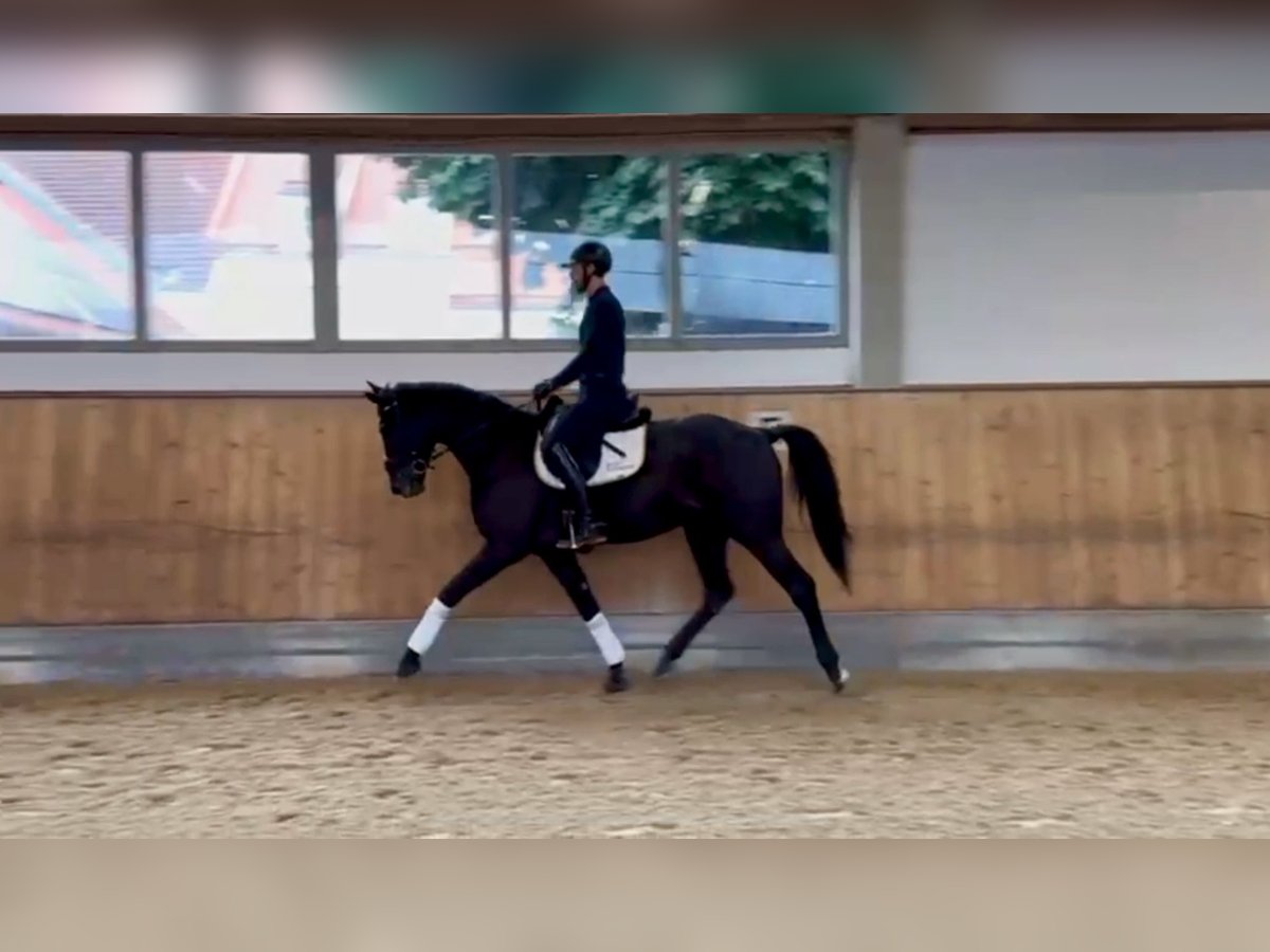 Hanoverian Gelding 3 years 16,1 hh Black in Rottenburg an der Laaber