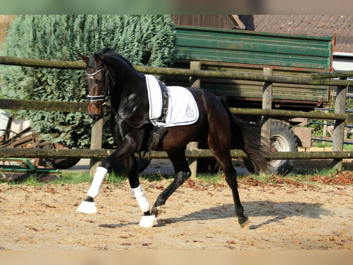 Hanoverian Gelding 3 years 16,1 hh Brown in Kutenholz