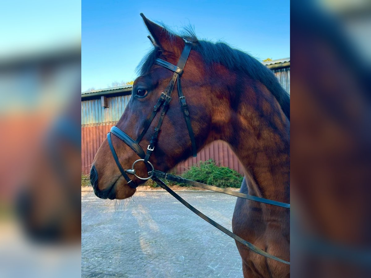 Hanoverian Gelding 3 years 16,1 hh Brown in Geestland