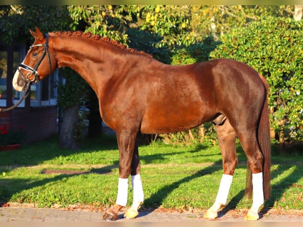 Hanoverian Gelding 3 years 16,1 hh Chestnut in Selsingen