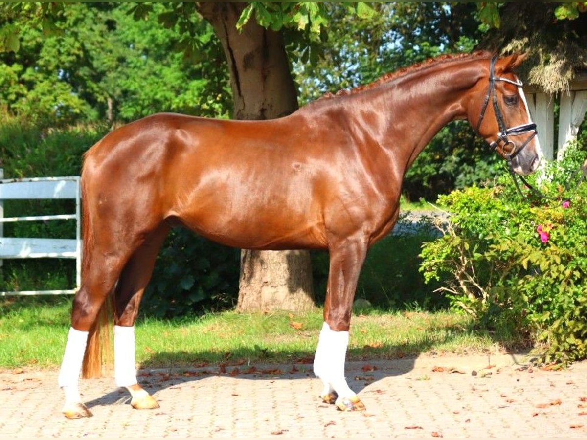 Hanoverian Gelding 3 years 16,1 hh Chestnut in Selsingen