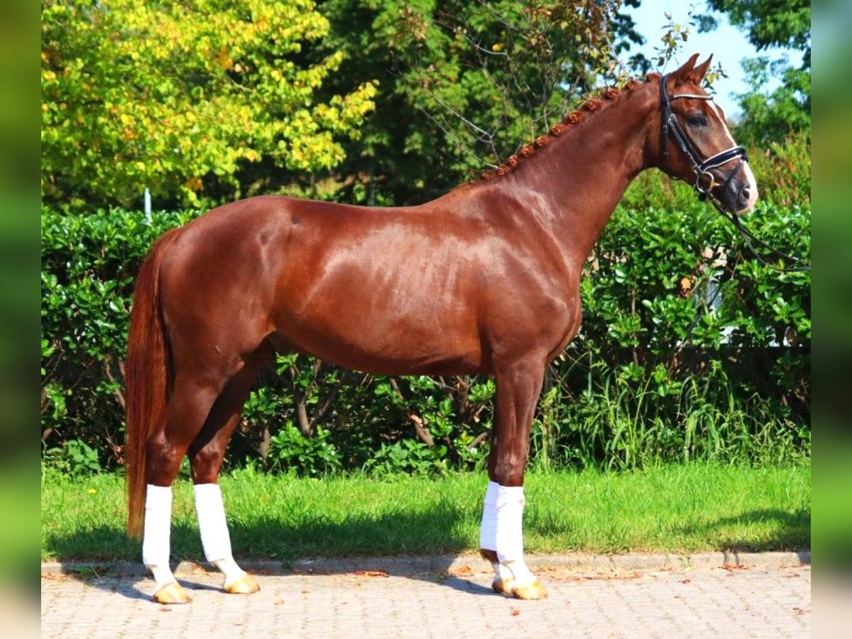 Hanoverian Gelding 3 years 16,1 hh Chestnut in Selsingen