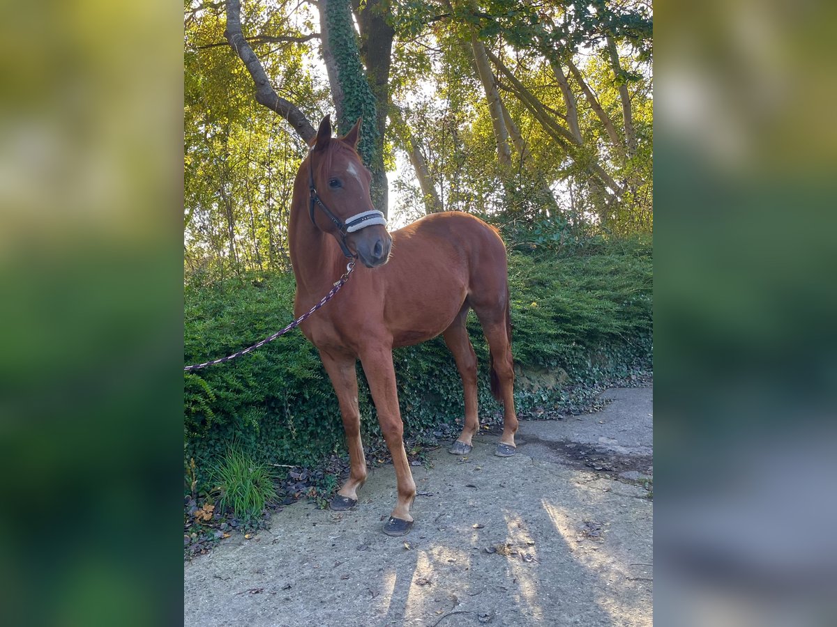 Hanoverian Gelding 3 years 16,1 hh Chestnut in Hörsten