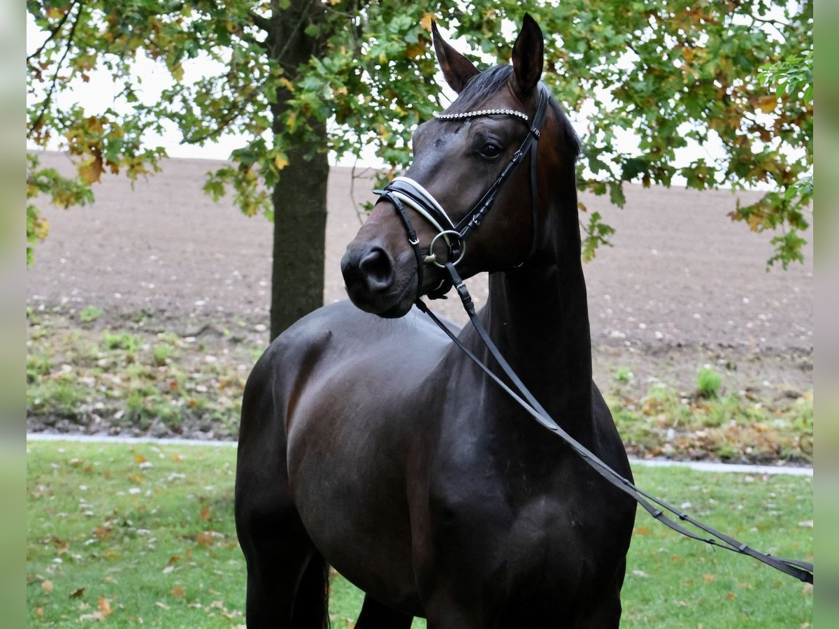 Hanoverian Gelding 3 years 16,2 hh Bay-Dark in Bruchhausen-Vilsen