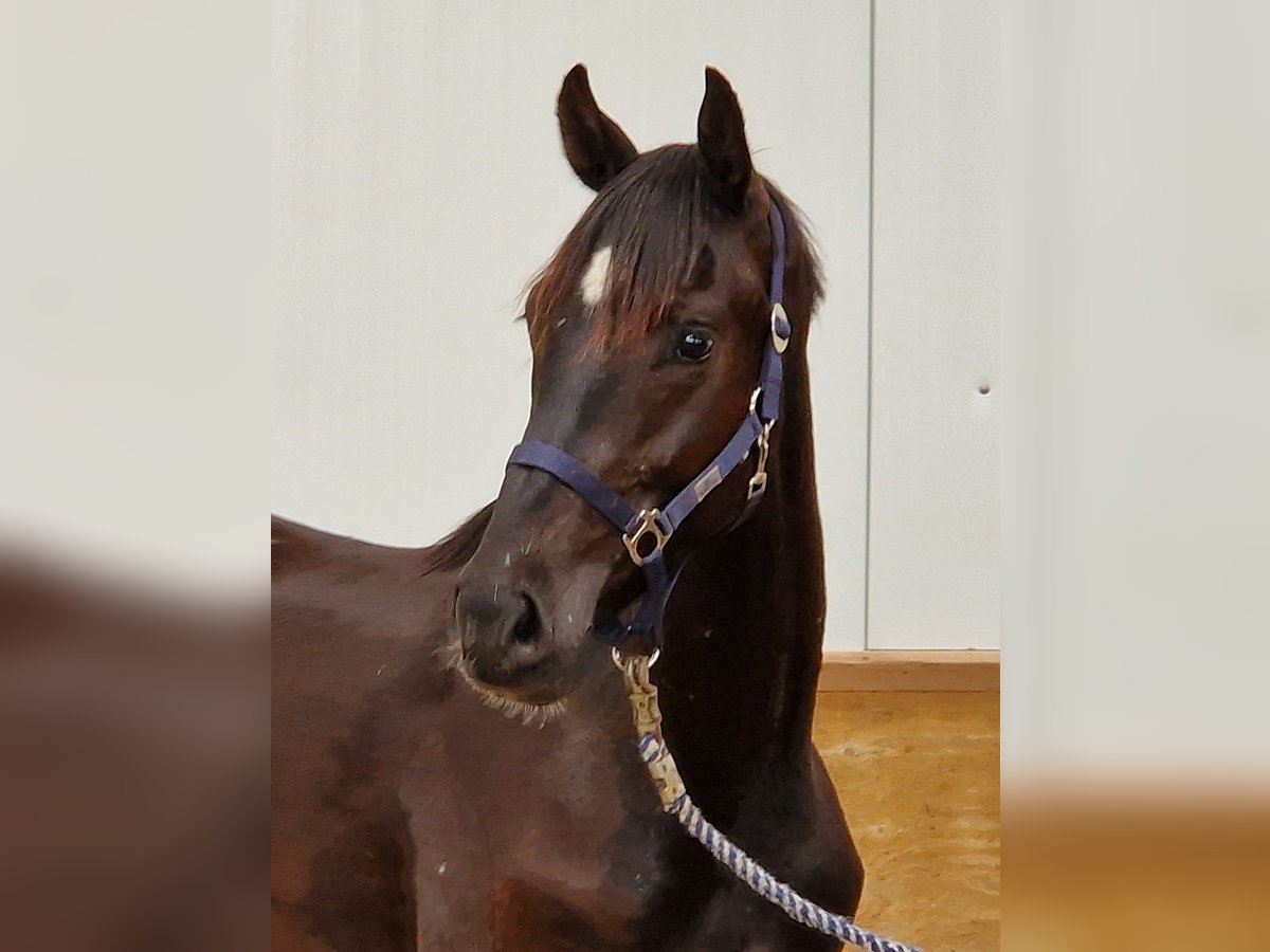 Hanoverian Gelding 3 years 16,2 hh Black in Ostercappeln