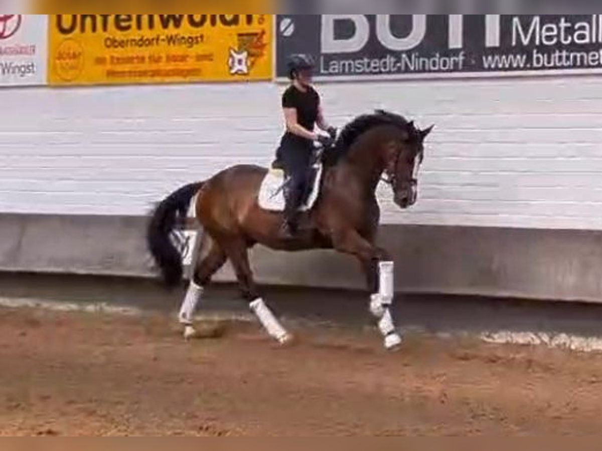 Hanoverian Gelding 3 years 16,2 hh Brown in Drochtersen