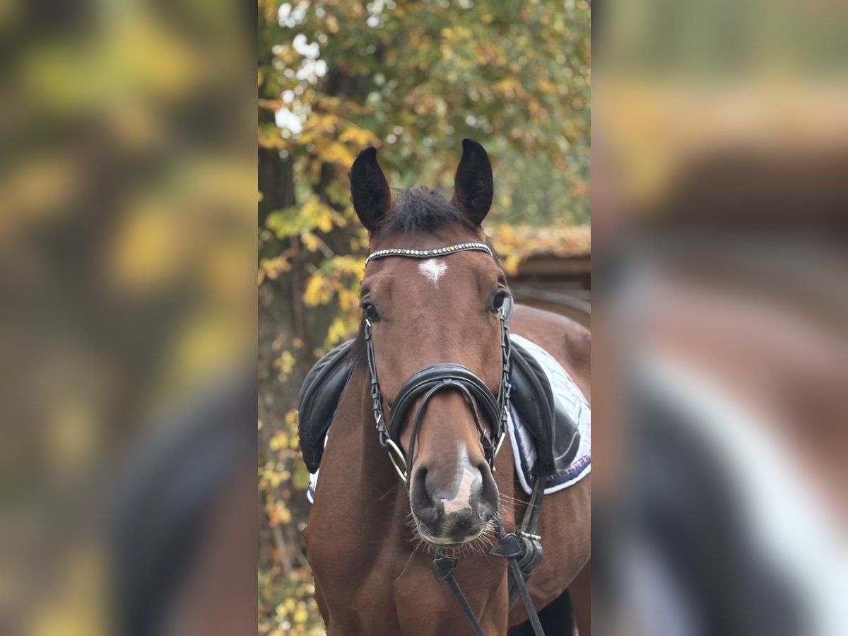 Hanoverian Gelding 3 years 16,2 hh Brown in Hofgeismar