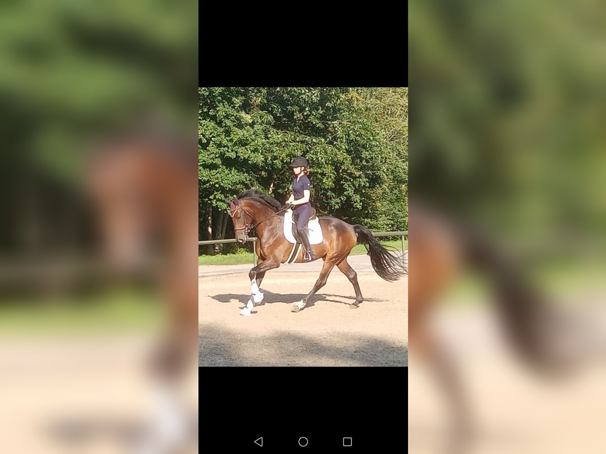 Hanoverian Gelding 3 years 16,2 hh Brown in Löningen