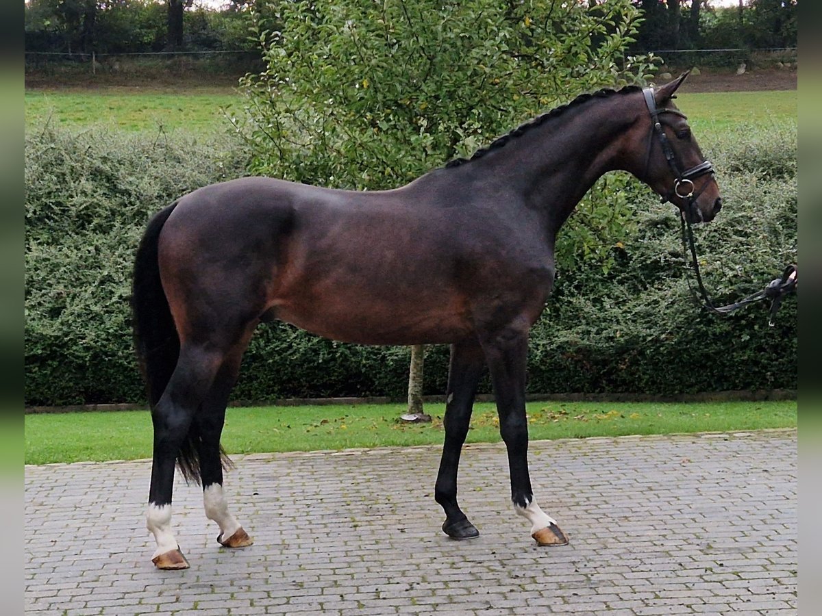 Hanoverian Gelding 3 years 16,2 hh Brown in Ostercappeln