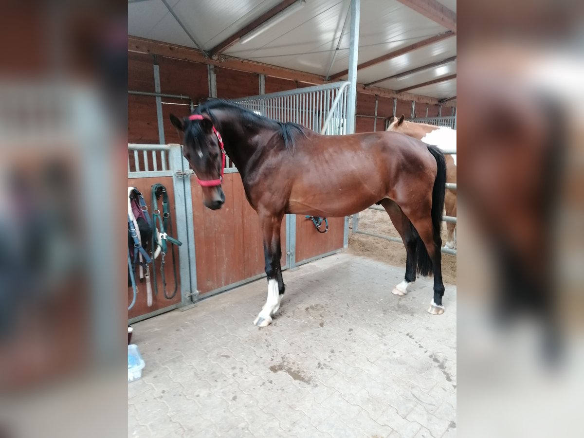 Hanoverian Gelding 3 years 16,2 hh Brown in Rieden