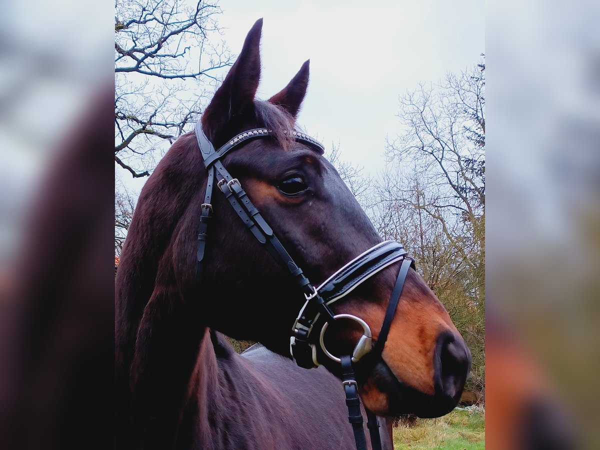 Hanoverian Gelding 3 years 16,2 hh Brown in Burgdorf