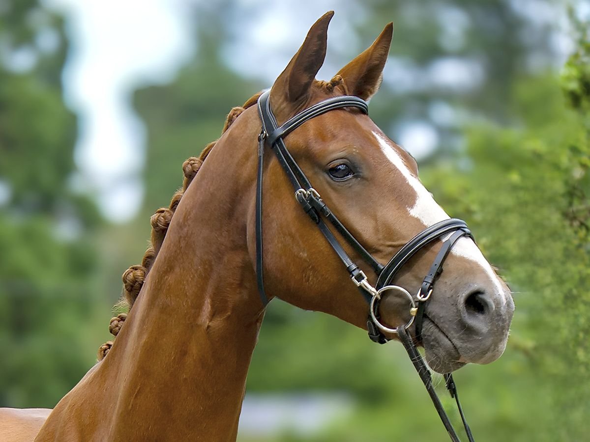 Hanoverian Gelding 3 years 16,2 hh Chestnut in Trois-Ponts