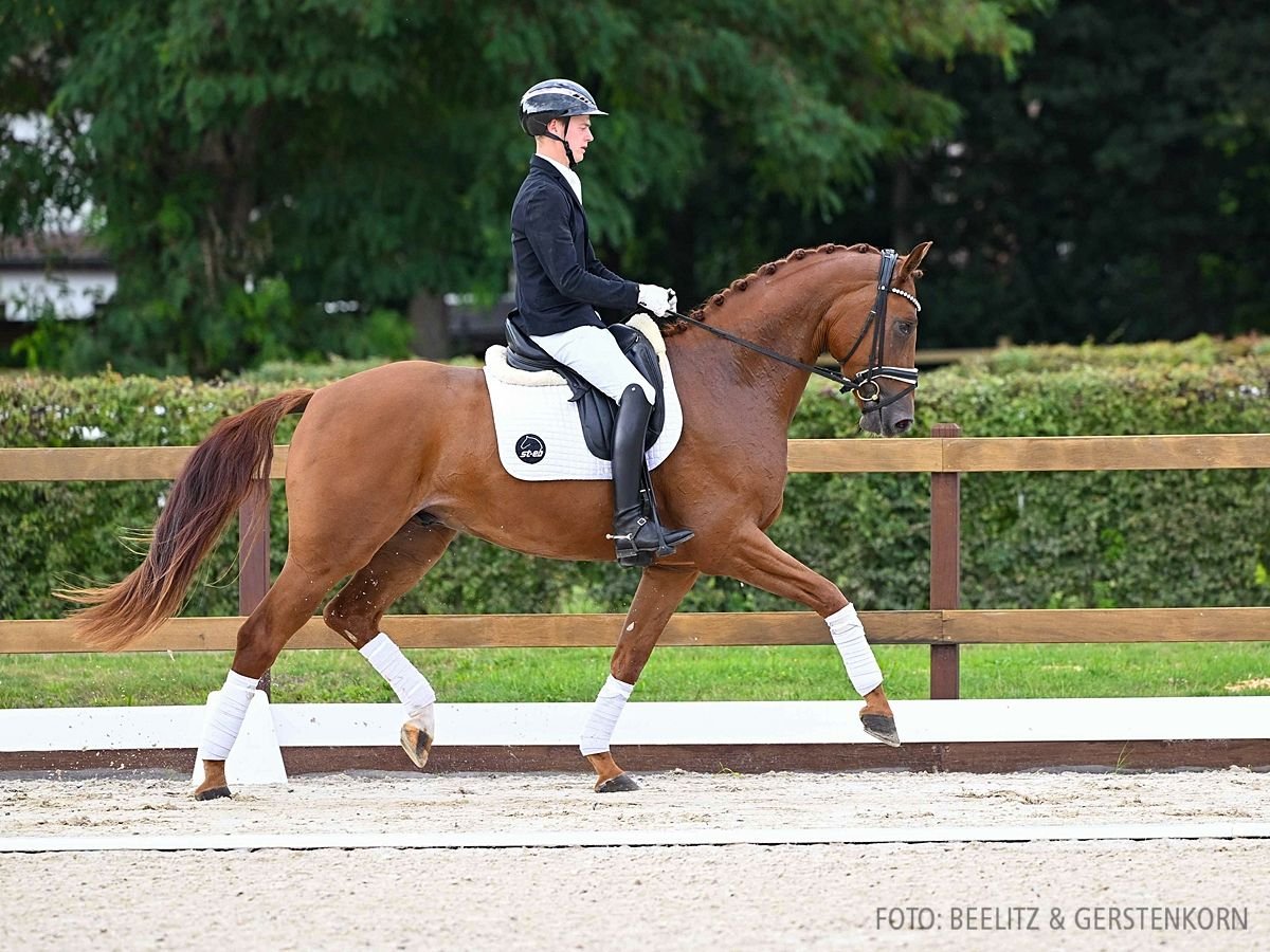 Hanoverian Gelding 3 years 16,2 hh Chestnut-Red in Verden