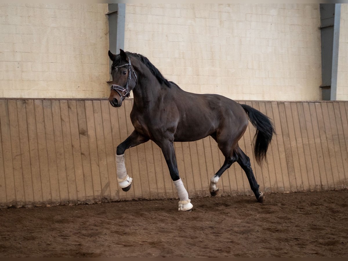 Hanoverian Gelding 3 years 16,3 hh Bay-Dark in K&#xF6;lln reisiek