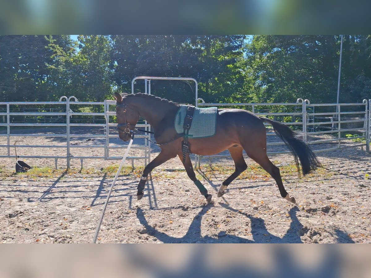 Hanoverian Gelding 3 years 16 hh Bay-Dark in Axstedt
