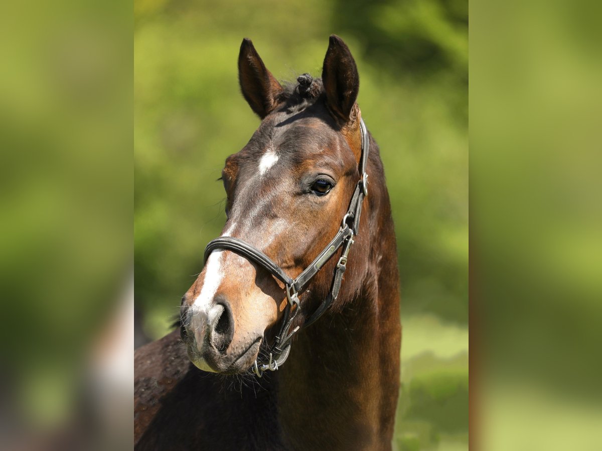 Hanoverian Gelding 3 years 16 hh Bay-Dark in Hardegsen
