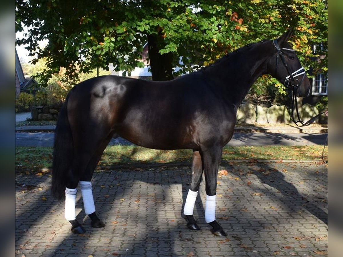 Hanoverian Gelding 3 years 16 hh Bay-Dark in Fredenbeck