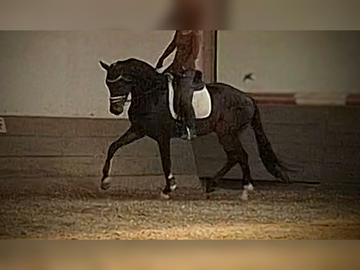 Hanoverian Gelding 3 years 16 hh Bay-Dark in Mainz