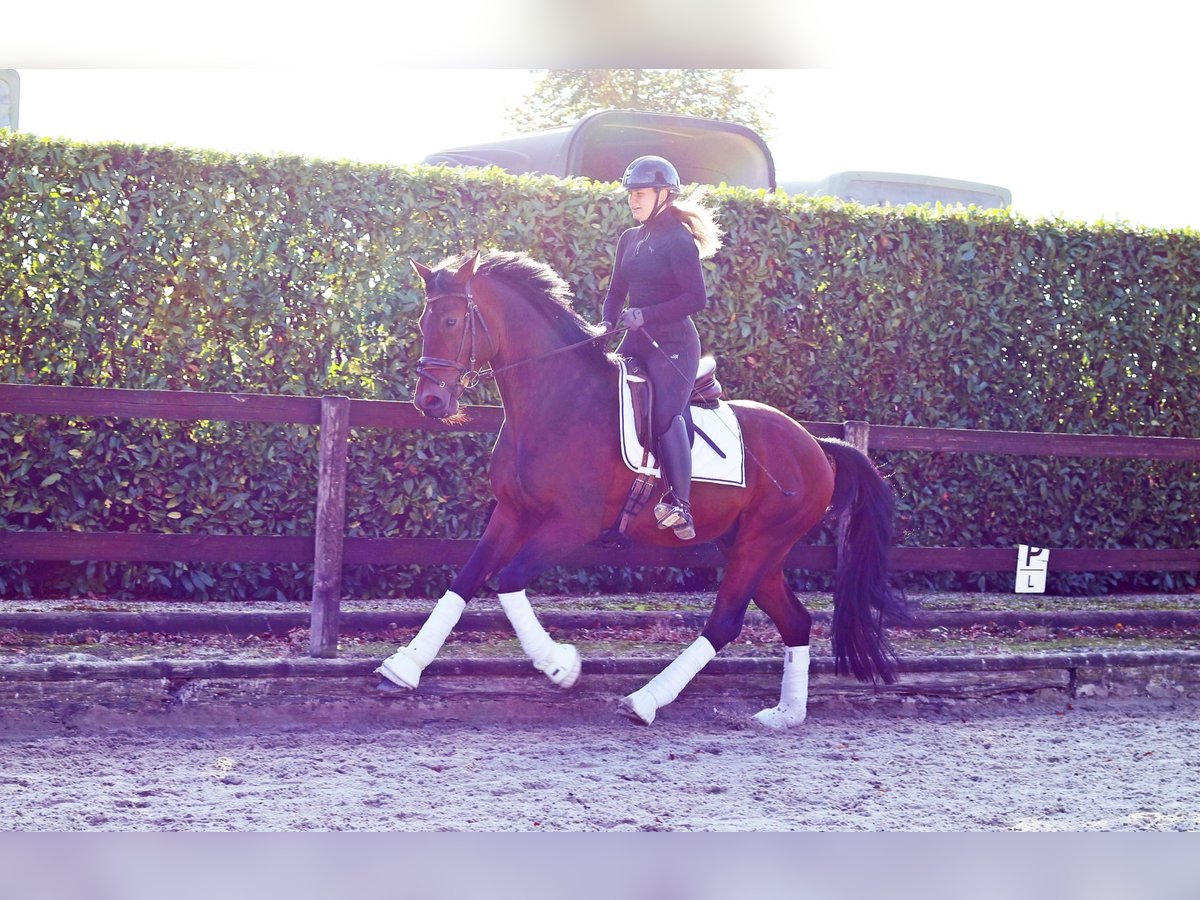 Hanoverian Gelding 3 years 16 hh Bay-Dark in Kempen