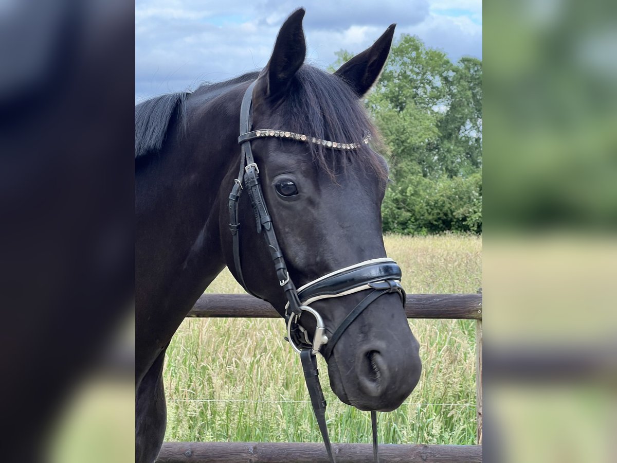 Hanoverian Gelding 3 years 16 hh Black in Thedinghausen