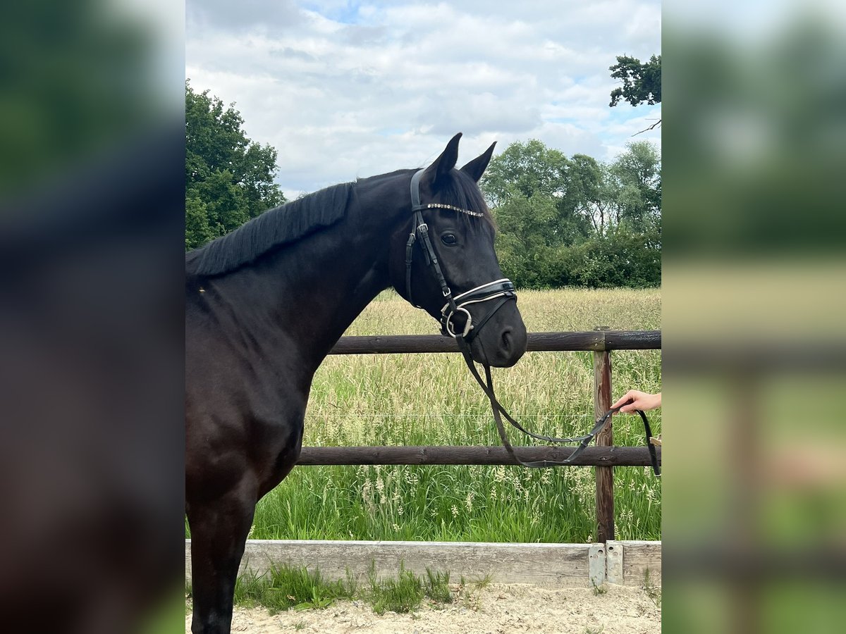 Hanoverian Gelding 3 years 16 hh Black in Thedinghausen