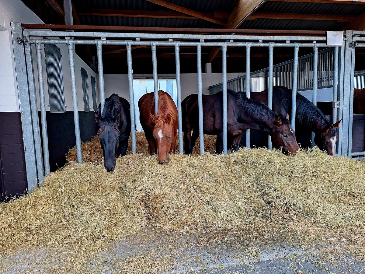 Hanoverian Gelding 3 years 16 hh Brown in Coesfeld