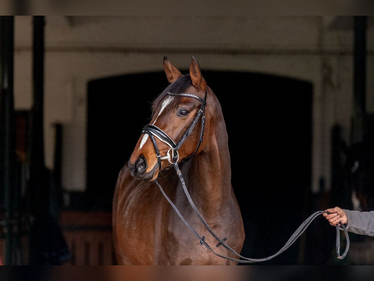 Hanoverian Gelding 3 years 16 hh Brown in Hanstedt