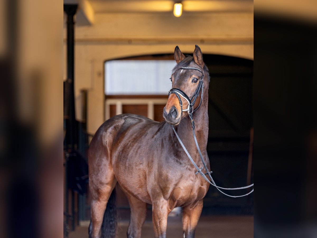 Hanoverian Gelding 3 years 16 hh Brown in Hanstedt