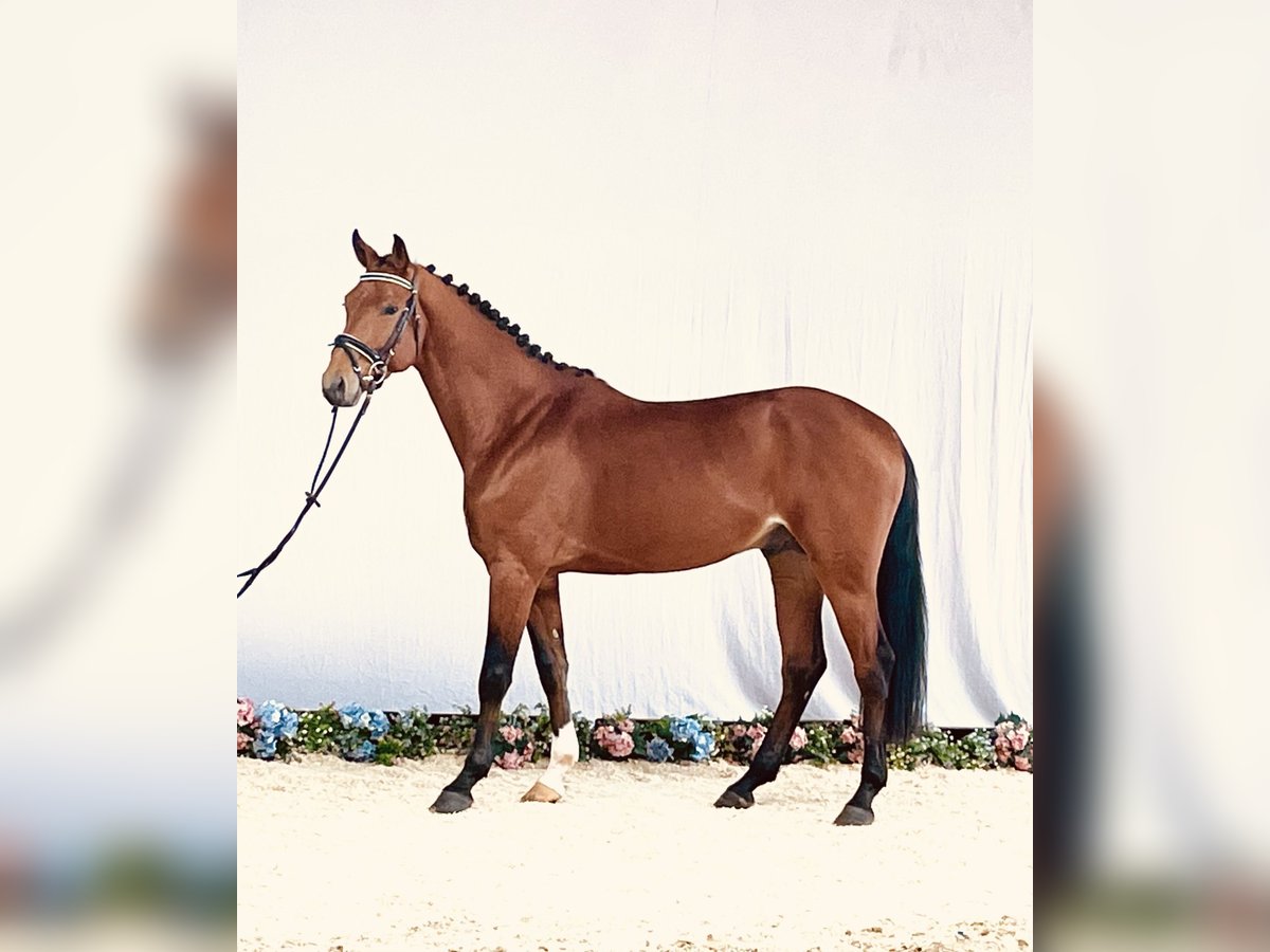 Hanoverian Gelding 3 years 16 hh Brown in Hetschburg