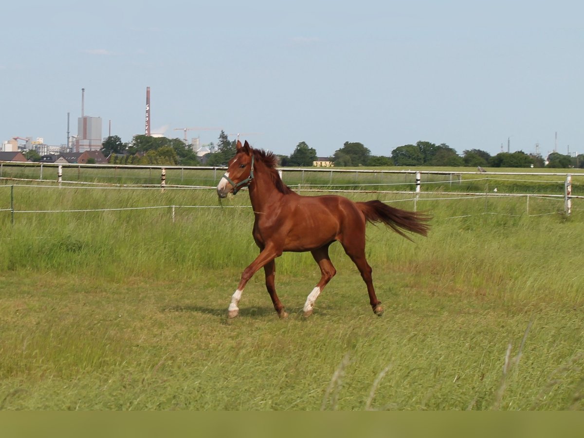 Hanoverian Gelding 3 years 16 hh Chestnut in Alpen