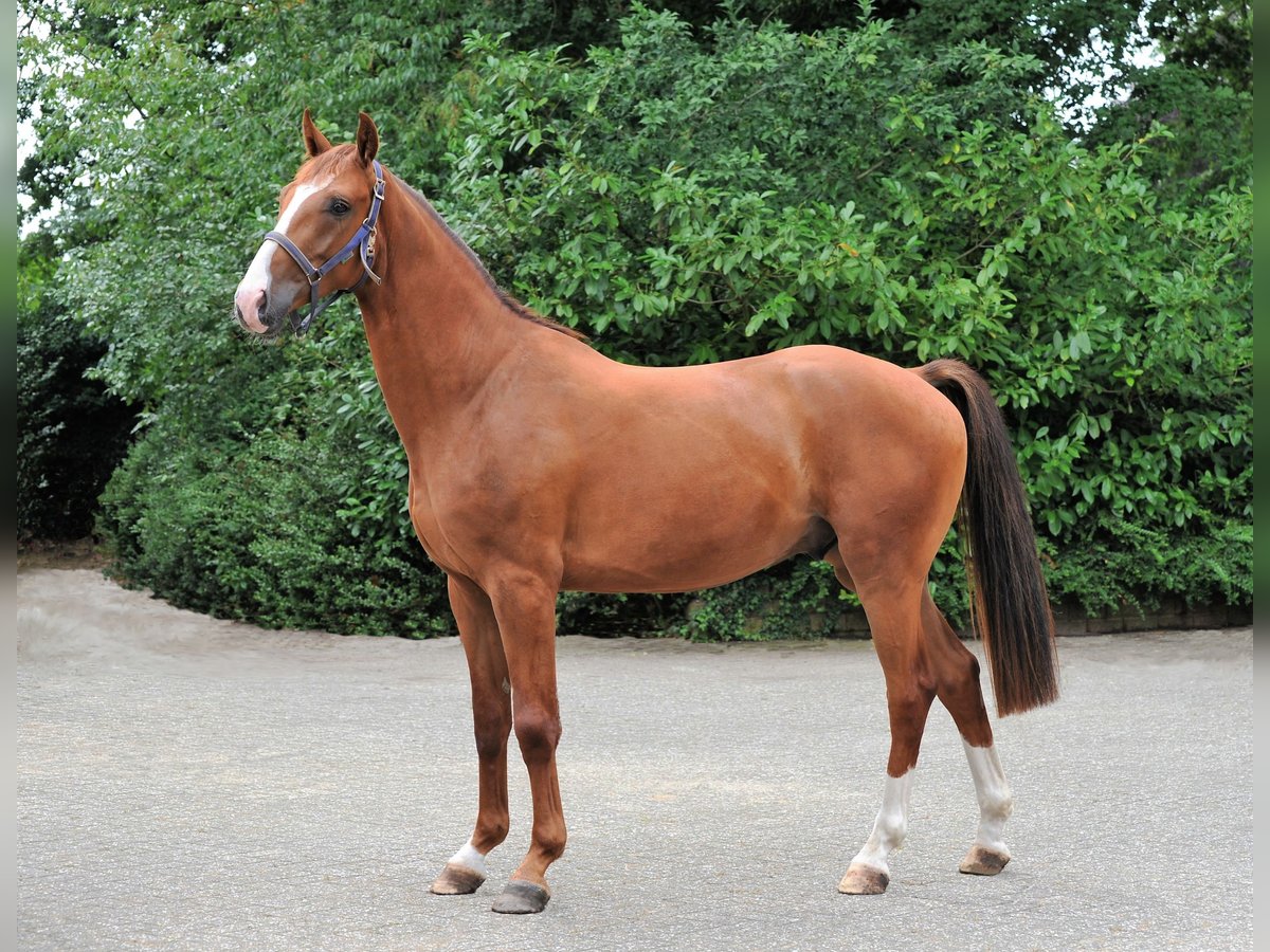 Hanoverian Gelding 3 years 16 hh Chestnut-Red in L&#xE4;hden