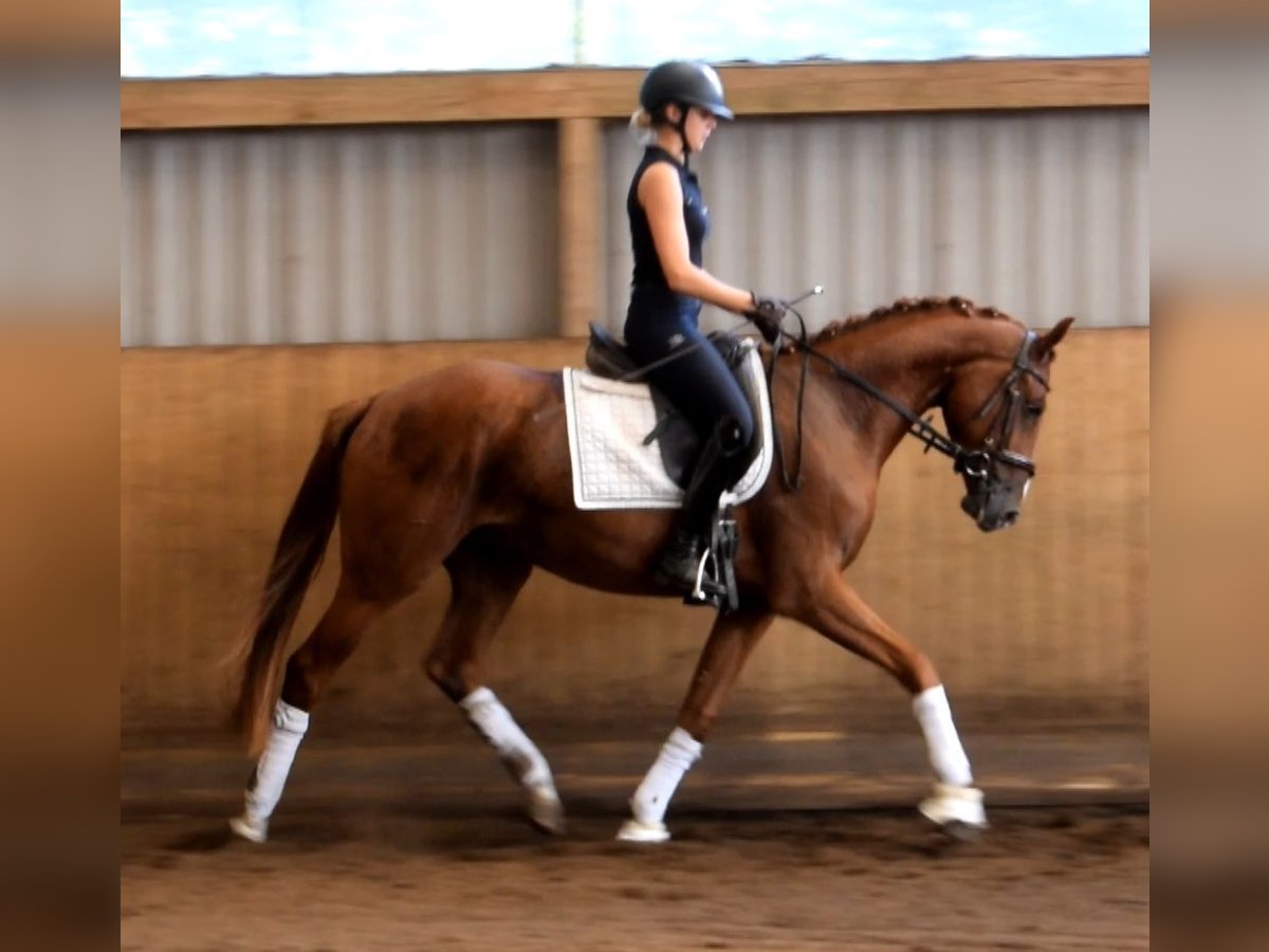 Hanoverian Gelding 3 years 16 hh Chestnut-Red in Fredenbeck