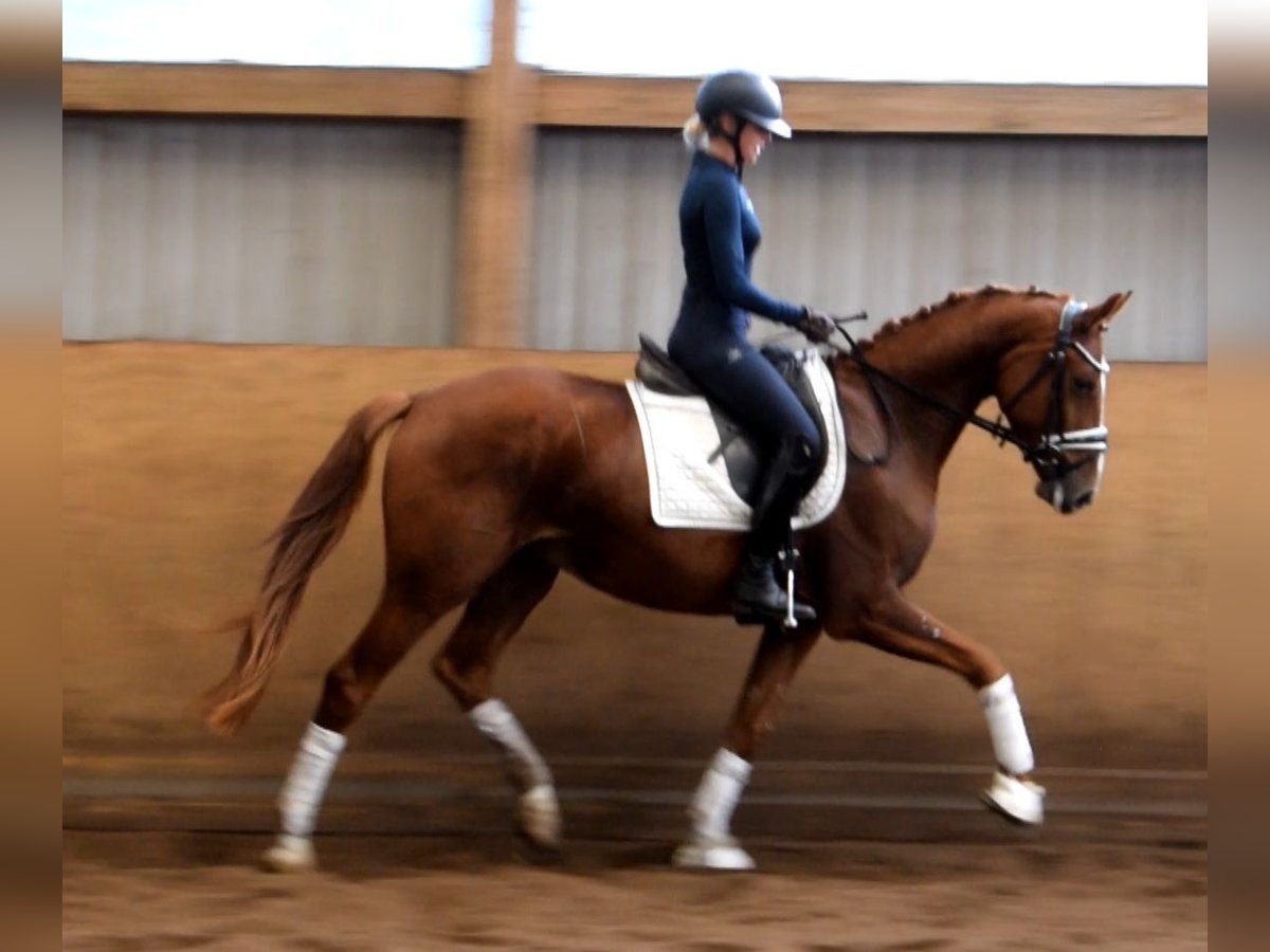 Hanoverian Gelding 3 years 16 hh Chestnut-Red in Fredenbeck